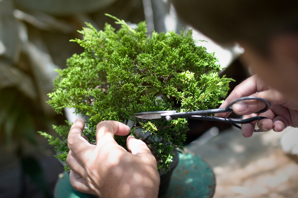 Things To Know Before Keeping Bonsai Tools At Home The Australian