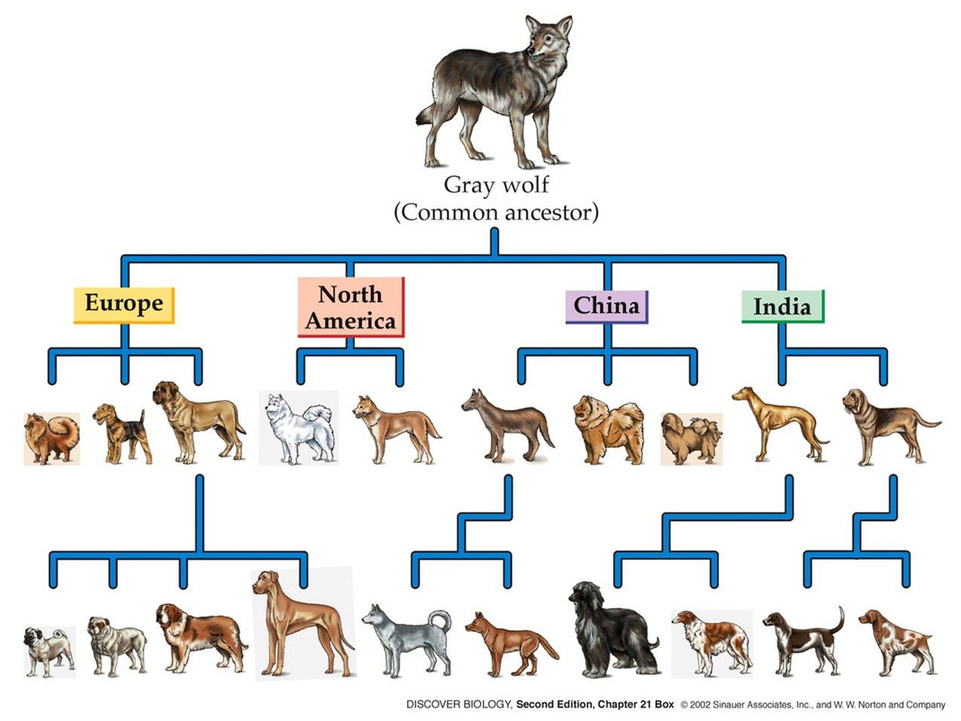  A brief History of DOGS by David Ian Howe