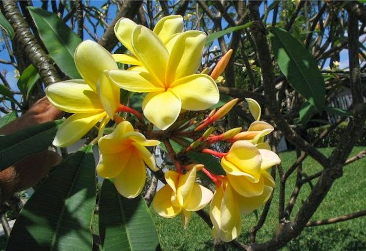 My Virtual Garden 2 Spring in Florida