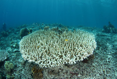 Coral Bleaching Secara Massal Di Perairan Kabupaten Bulukumba