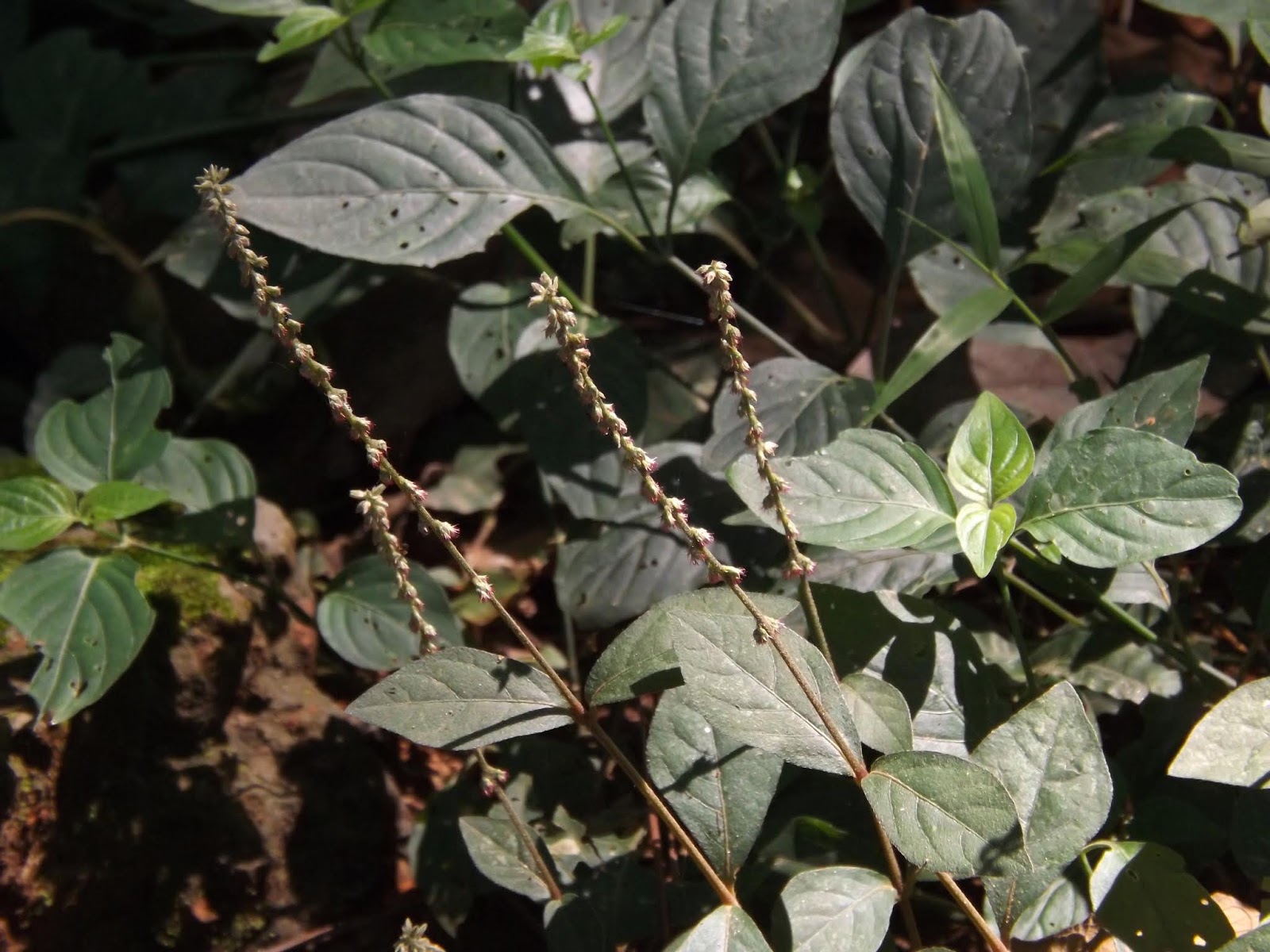 Devil's Horsewhip (Chaff Flower) Facts And Health Benefits, 45 OFF