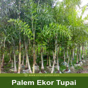 ciri ciri pohon palem ekor tupai