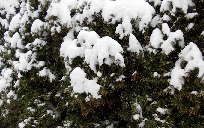 Een laag sneeuw op coniferen