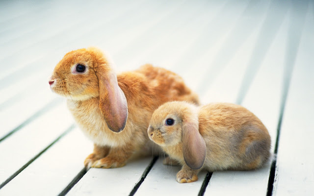 Two cute bunny