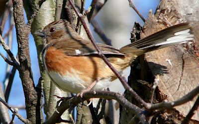 Photo of an Eastern Towhee in a tree Photo of an Eastern Towhee in a tree
