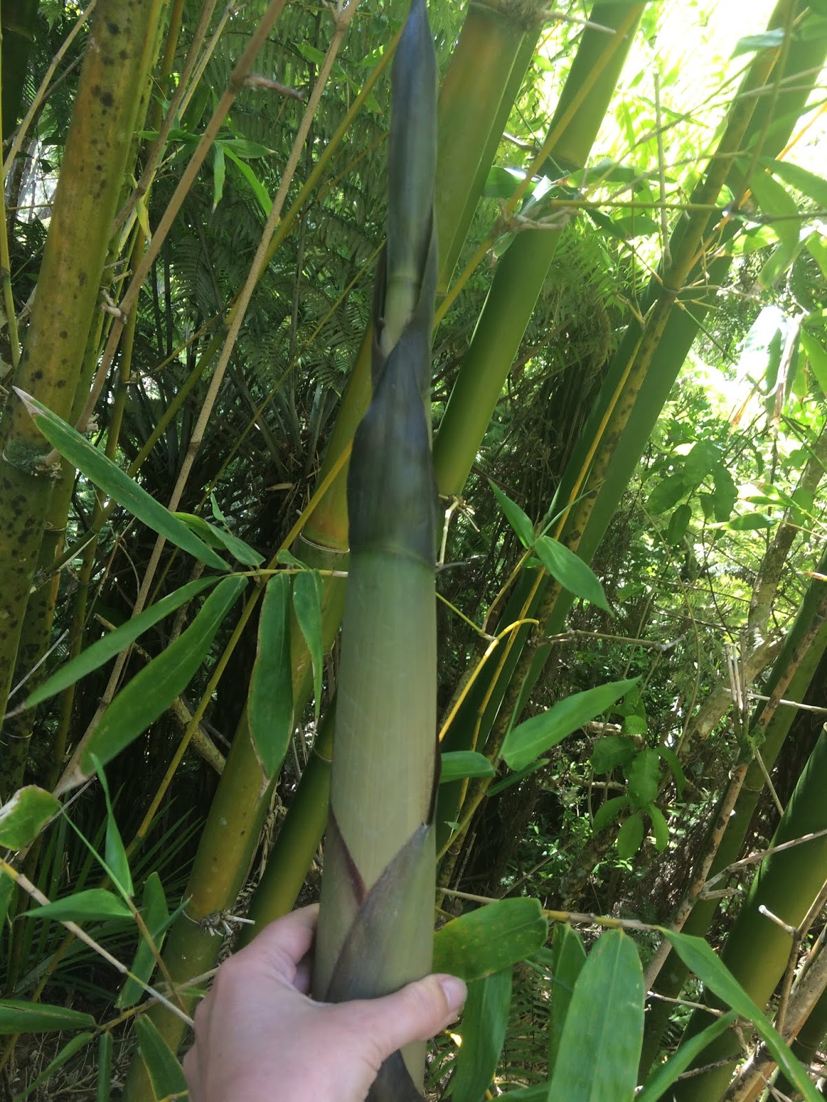 Alessandra Zecchini How to forage and cook bamboo shoots