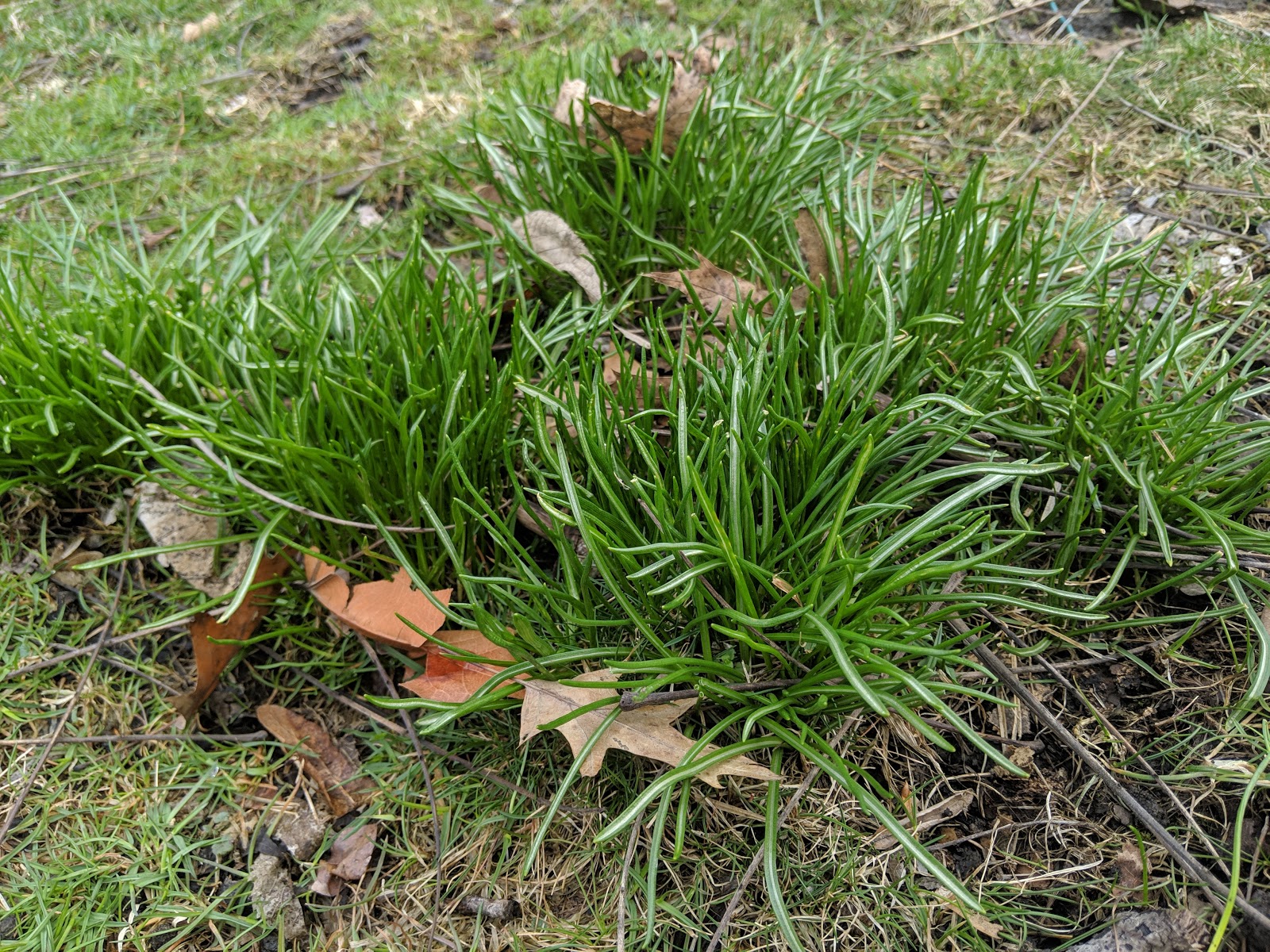 Wild Onion Removal From Lawn An Ongoing Process