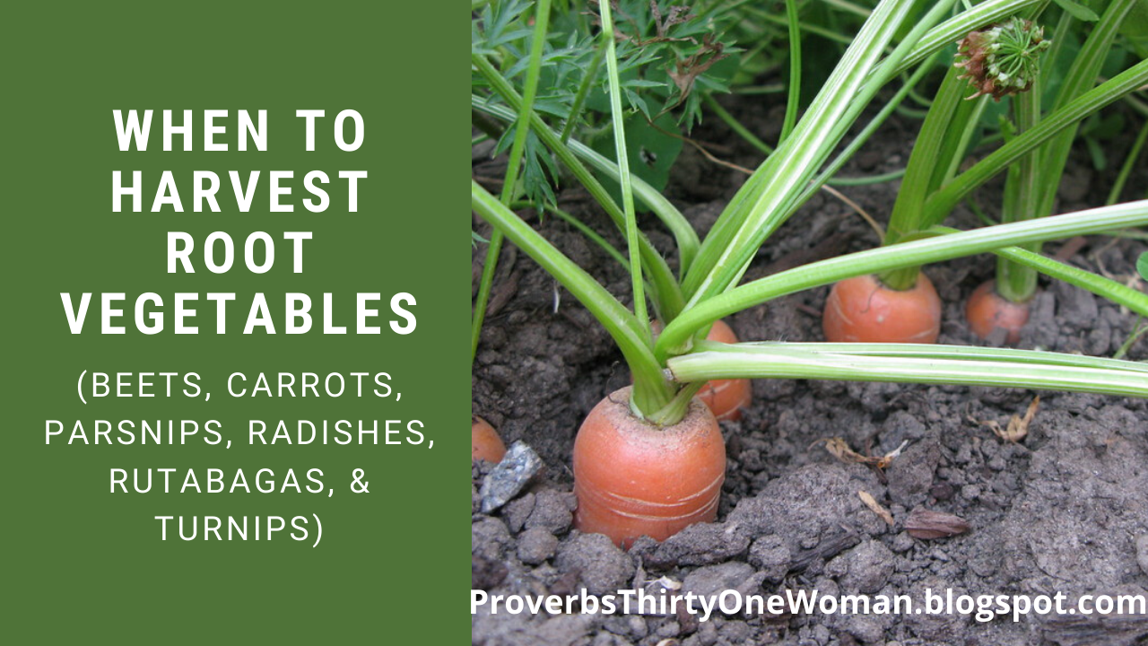How to Know When to Harvest Root Vegetables (with Video) Proverbs 31