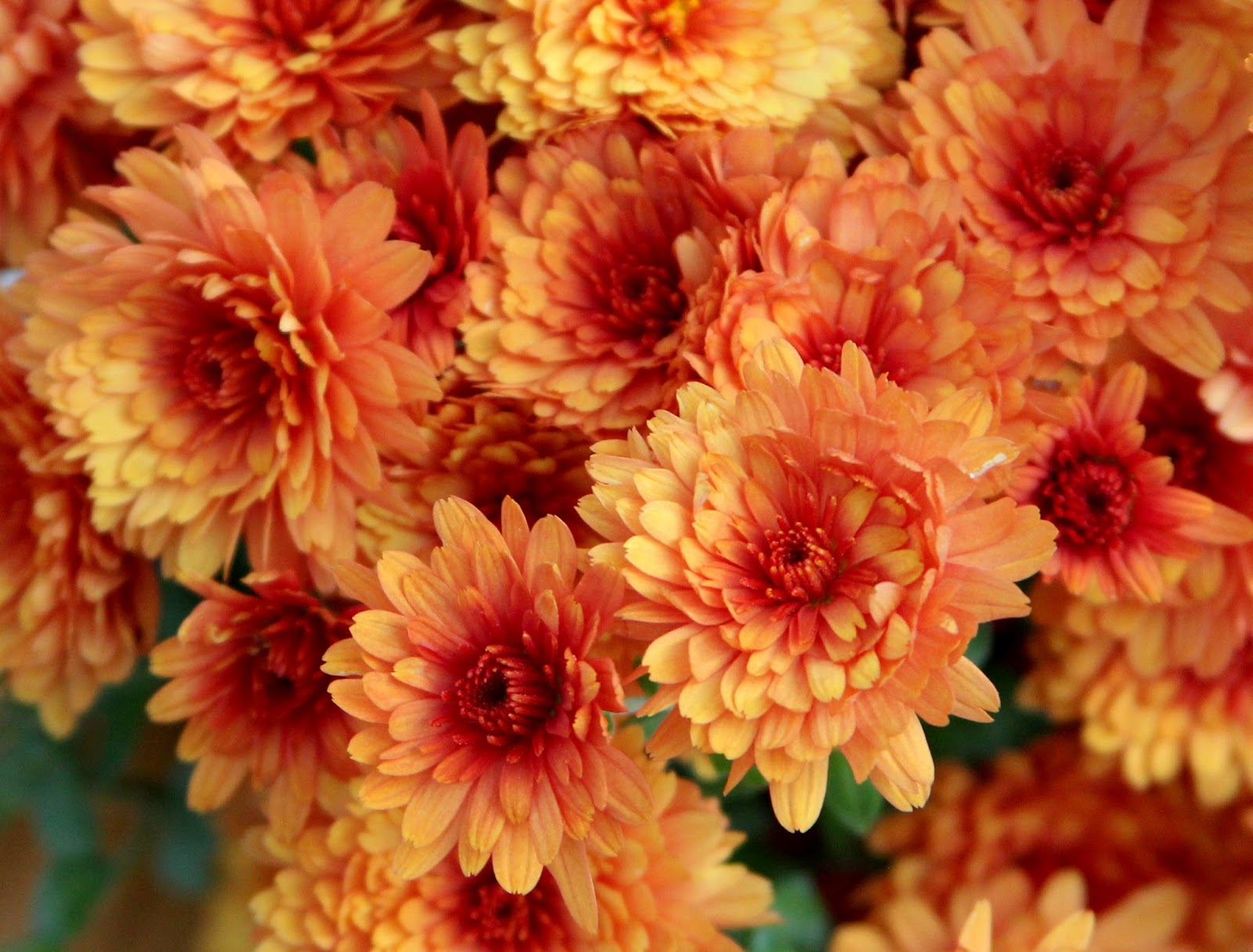 GARDEN MUMS RUSTCOLORED AND BEAUTIFUL FOR THE FALL Sowing the Seeds