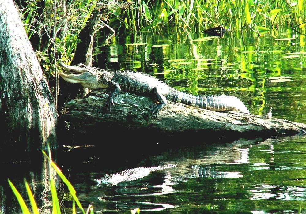 American Alligator Are There Alligators In South Carolina