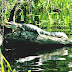 American Alligator - Are There Alligators In South Carolina