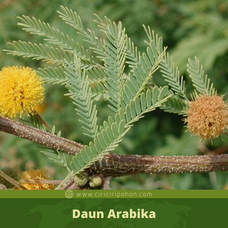 Ciri Ciri Pohon Klampis Ireng Arabika Vachellia Nilotica Di Alam Liar Ciriciripohon Com