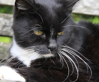 Black and white cat - a piebald cat