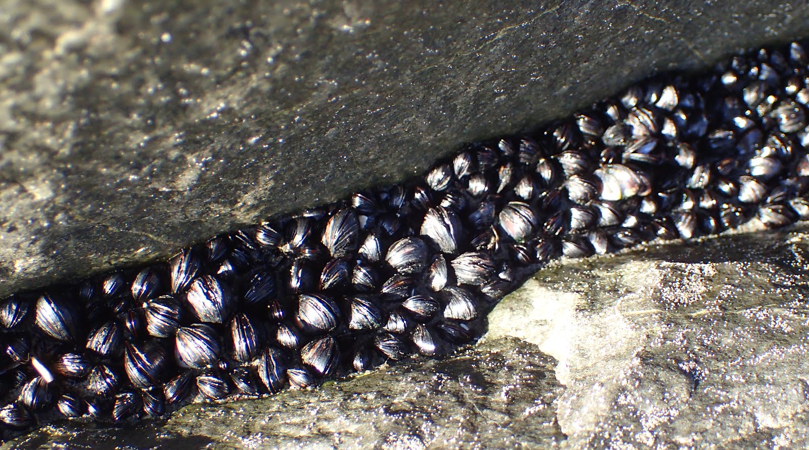 Tiny mussels, jammed in rocks at the steps down to the beach - waiting for high tide