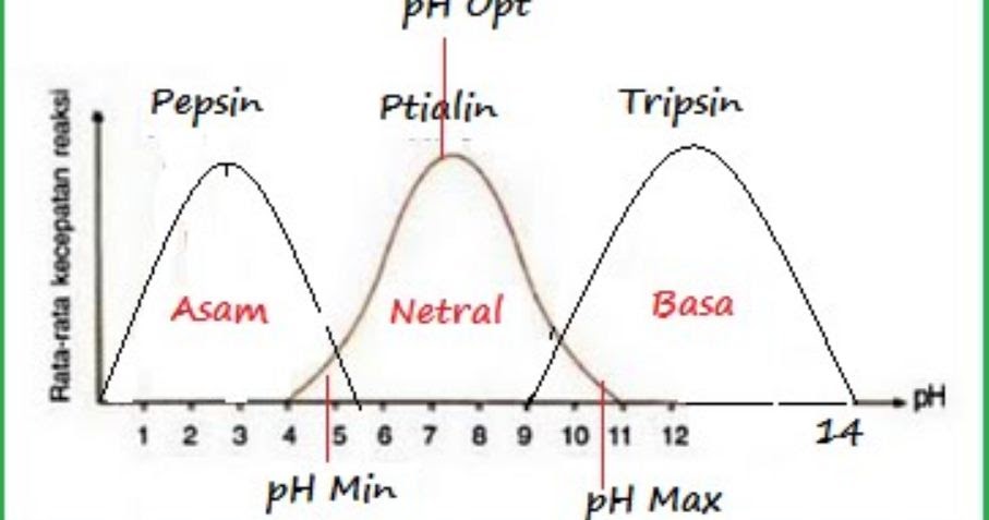 Kerja Enzim Sangat Dipengaruhi Oleh Ph Perubahan Ph Yang Sangat Besar Akan Menyebabkan Blog Pak Pandani