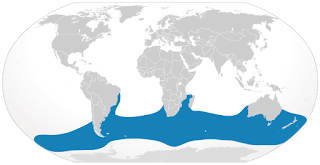 Güney gerçek balinasının dağılım haritası