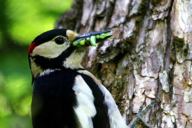 Great spotted woodpecker, dendrocopus major, male