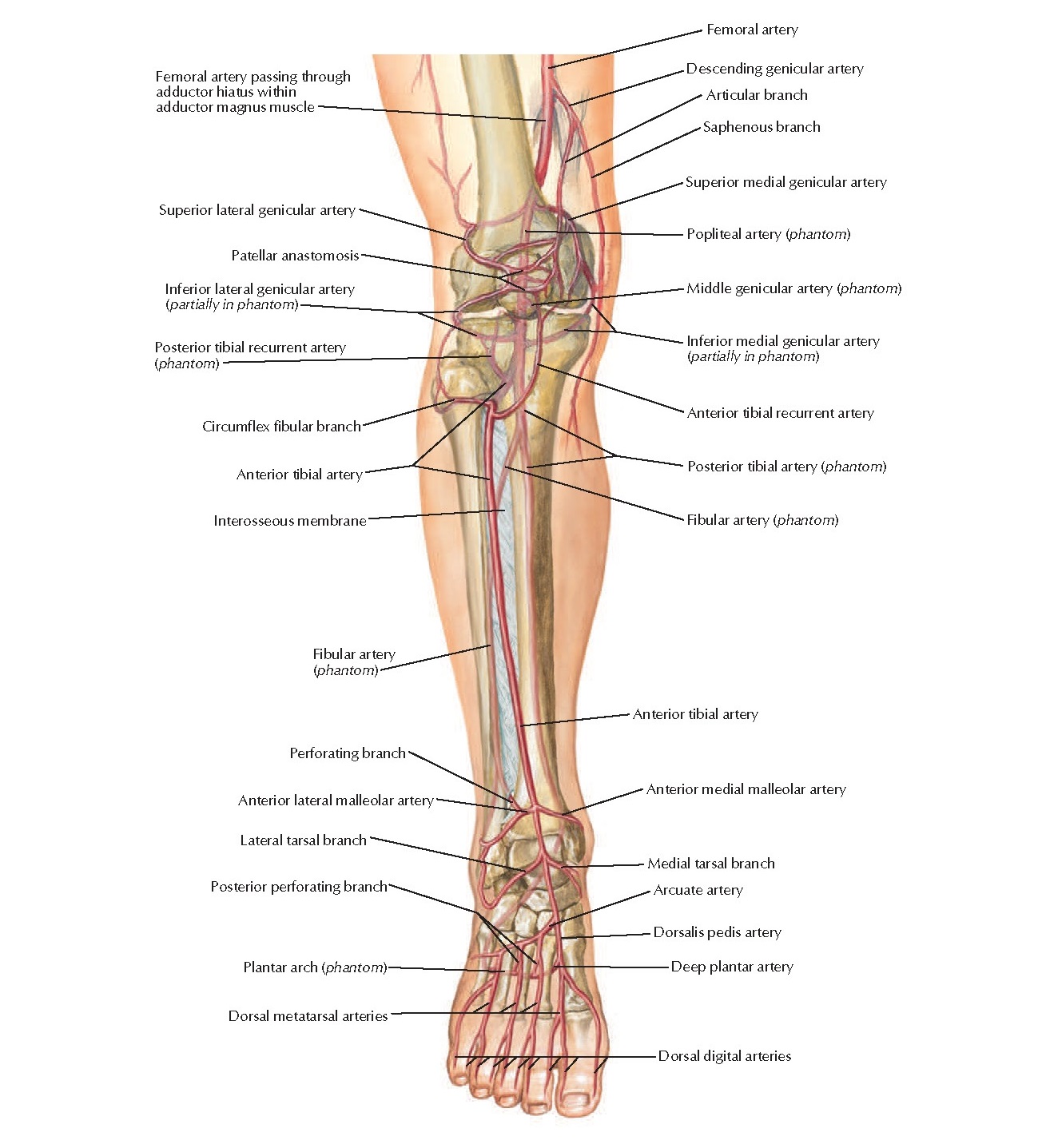 Arteries of Knee and Foot Anatomy