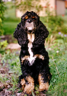 Siyah renkli Amerikan Cocker Spaniel