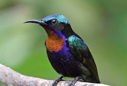 Mengenal Burung Kolibri Wulung Muncang Lebih Dekat Plus Gambar