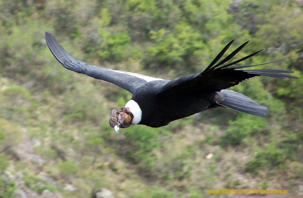 AVES EN PELIGRO DE EXTINCIÓN EN EL ECUADOR