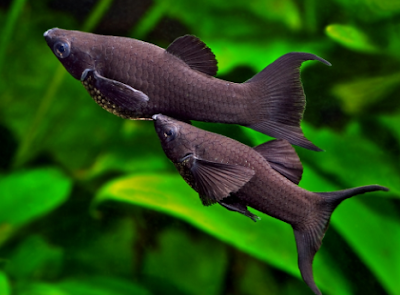 Memelihara black molly Ikan black molly