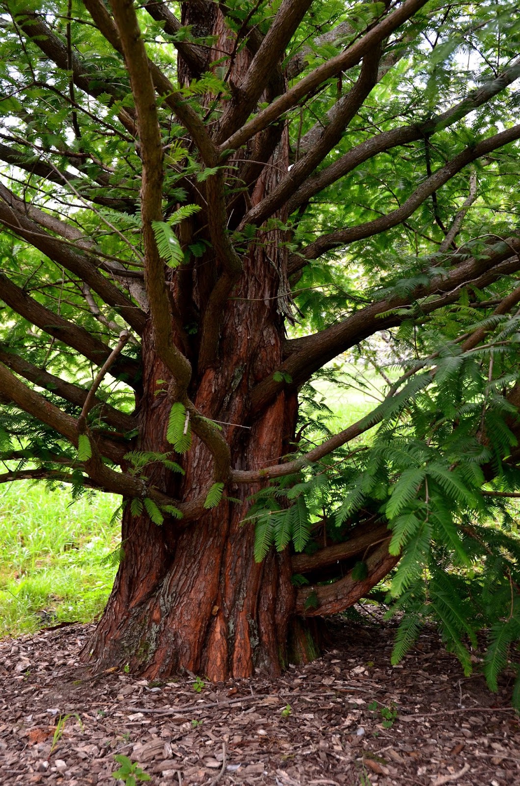 dawn redwood metasequoia glyptostroboides dawn redwood metasequoia glyptostroboides