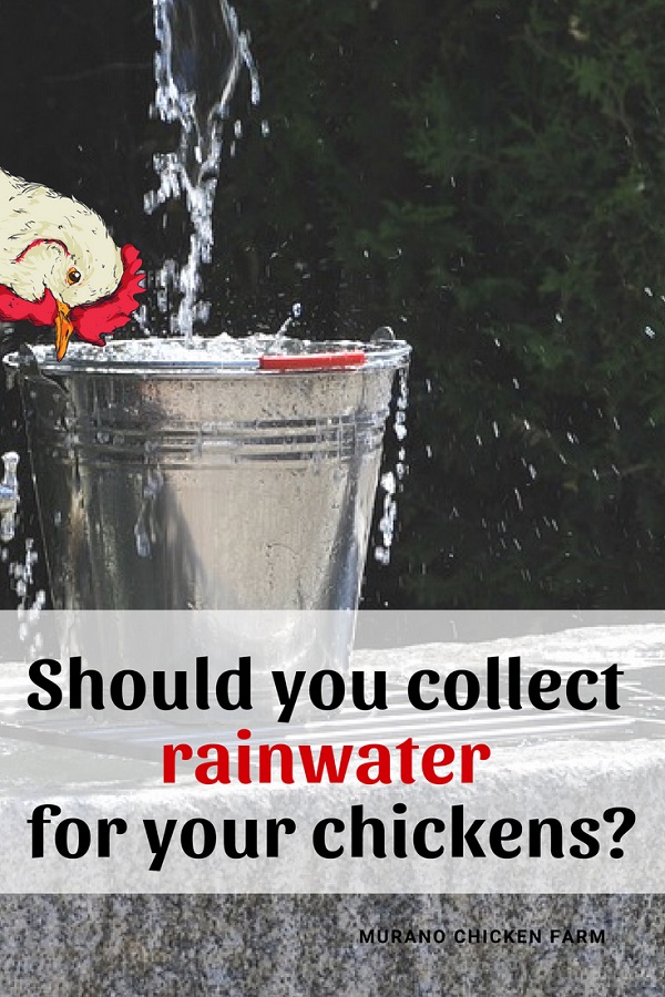 Can chickens drink rainwater? Murano Chicken Farm