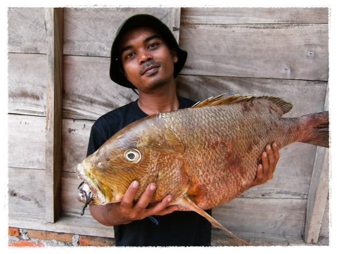 Gambar Koleksi Gambar Foto Ikan Kakap Merah Terbaru 