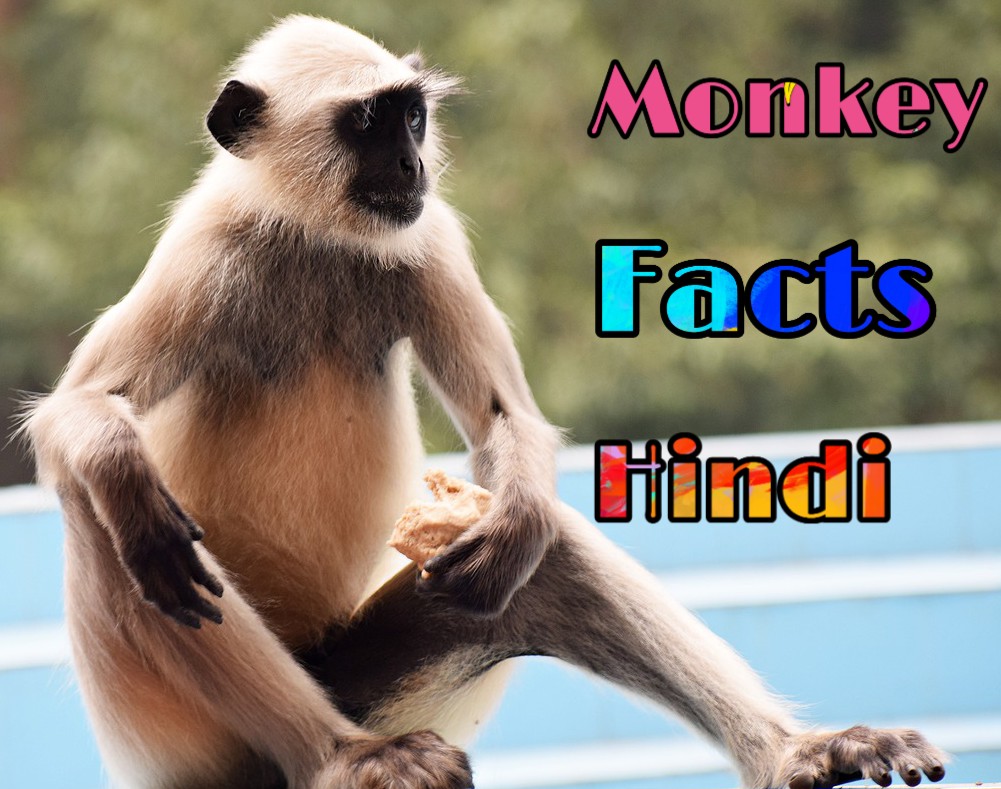 Information About Monkey In Hindi Language