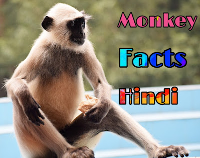 monkey facts in hindi