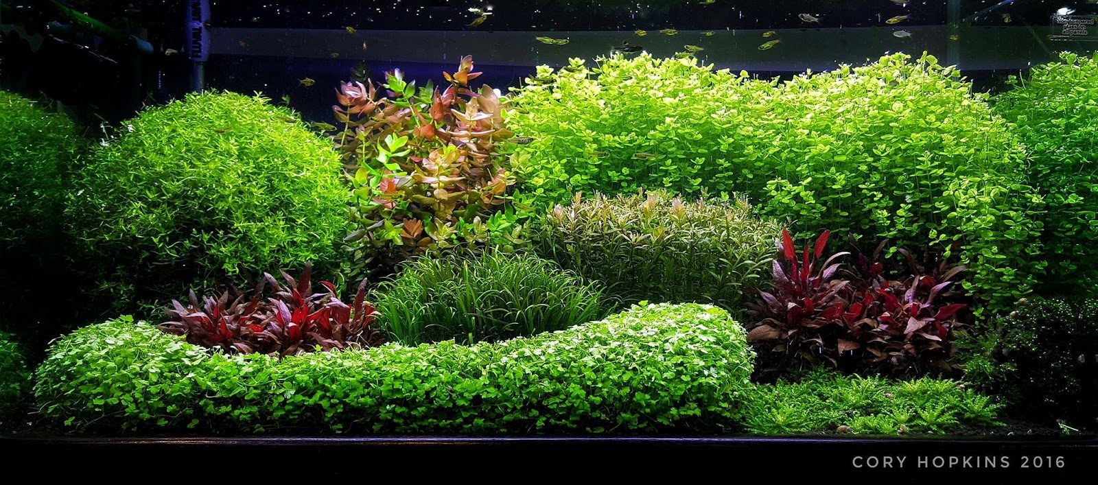 aquascape dutch style the dutch sytle aquascape aquascape dutch style the dutch sytle aquascape
