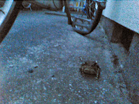 a frog under my bike