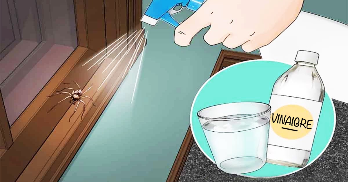 8 Natural Ways To Keep Spiders Away From Your Home