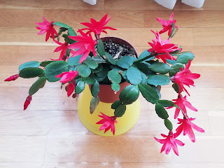 cactus primavera