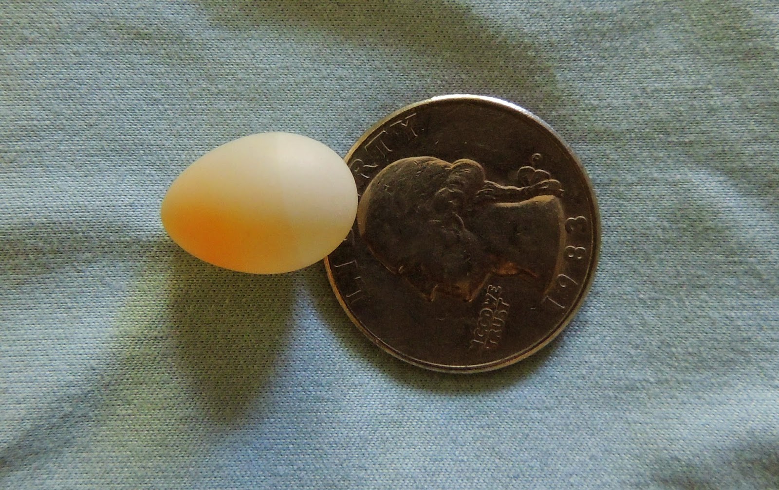 Surviving Oakridge Hummingbird Egg