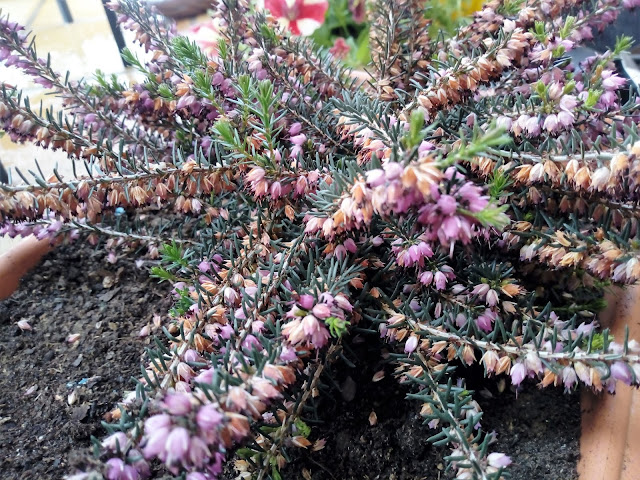 Brezo rosado (Erica x darleyensis).