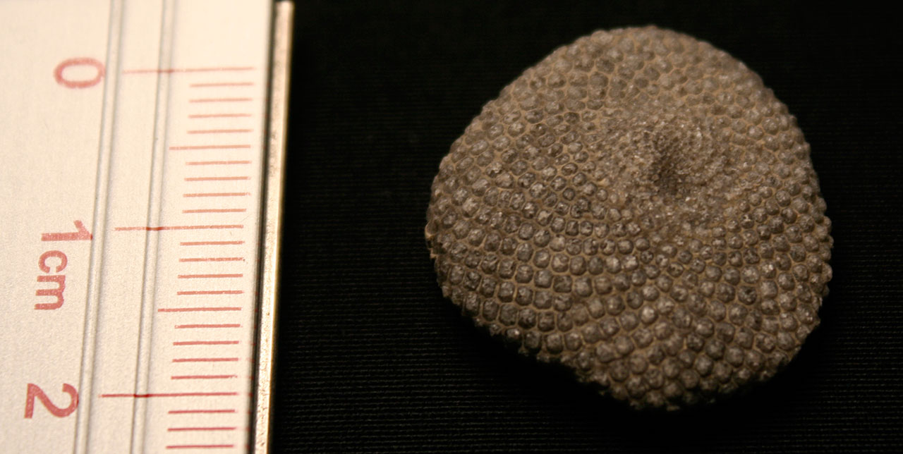 fossilized-discoidal-dasycladacean-alga-Receptaculites-subturbinatus-Waldron-Shale-Bartholomew-County-Indiana-USA-Silurian-Period-Wenlockian-bottom-with-ruler.jpg