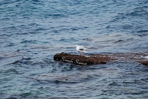 Gabbiano in atterraggio su uno scoglio