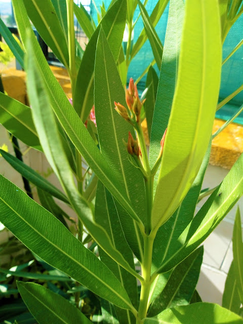 Adelfa (Nerium oleander L.).