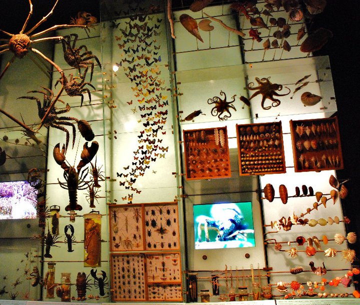 Trips 'n Toys American Museum of Natural History New York, NY
