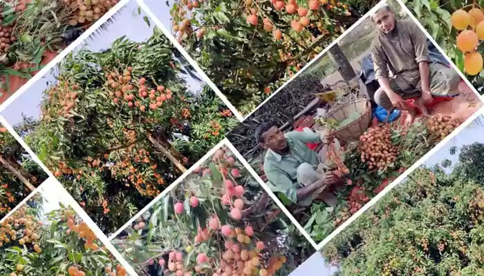 Juicy litchi of Kalipur is going to different places of the country কালিপুরের রসালো লিচু, যাচ্ছে দেশের বিভিন্ন স্থানে