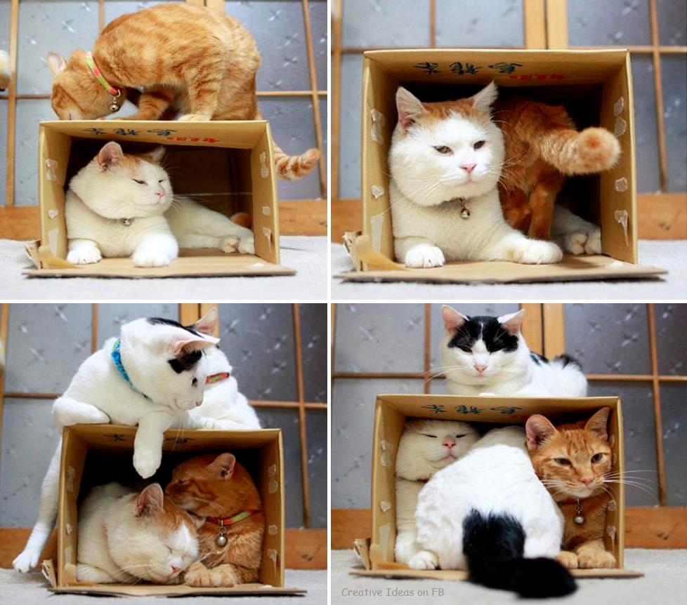 Di Ujung Kreativiti Buat Keselesaan Kucing Anda Jika Anda Pelihara Di Dalam Rumah Pastikan Tempat Tidur Atau Rehat Yang Selesa Buat Mereka
