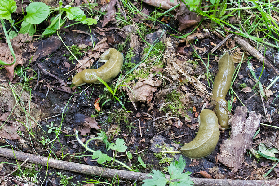 Banana Slugs (Ariolimax columbianus)