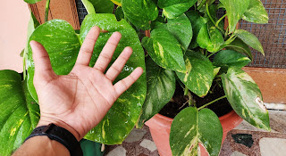 money plant big leaf money plant big leaf