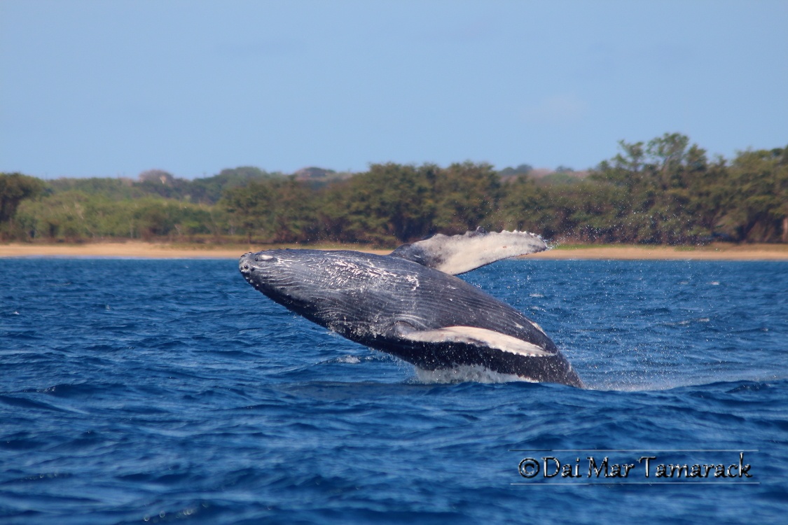Capturing the Moment: Breaching Humpback Whales, Maui, Hawaii