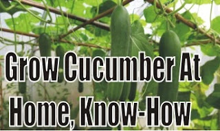 Grow Cucumber At Home, Know-How