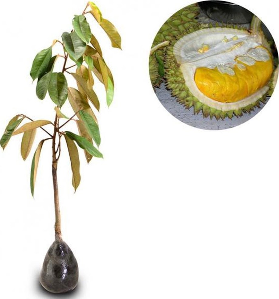 Bibit Tanaman Buah Durian Montong 60cm Sumatra Utara