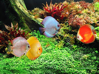 Discus fish - MY PETS