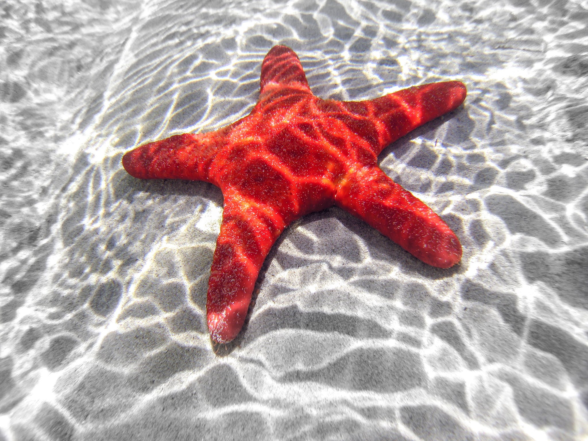 Starfish (Asteroidea) Incredible Facts pictures
